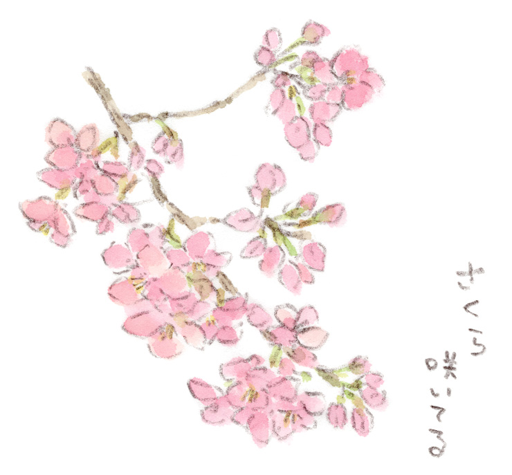 早春の桜