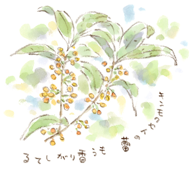 キンモクセイの蕾
