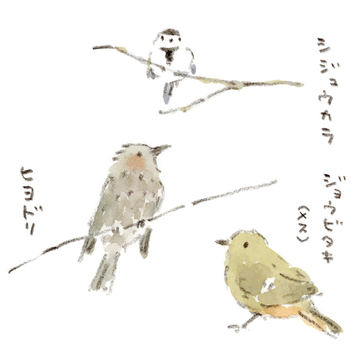 緑道で出会った小鳥たち