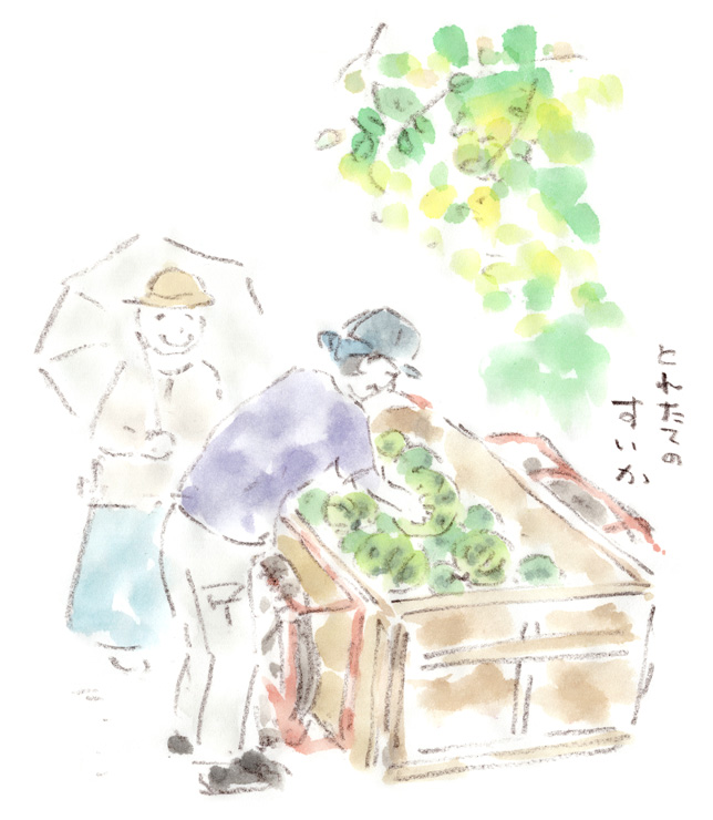 採れたてのスイカ