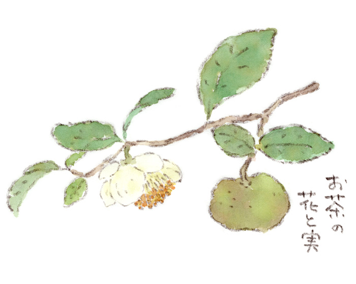 お茶の花と実