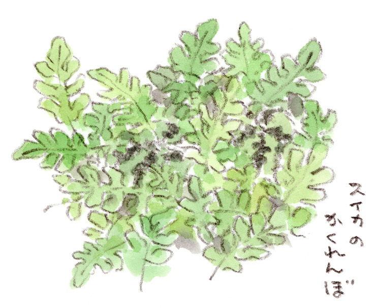 スイカの隠れんぼ