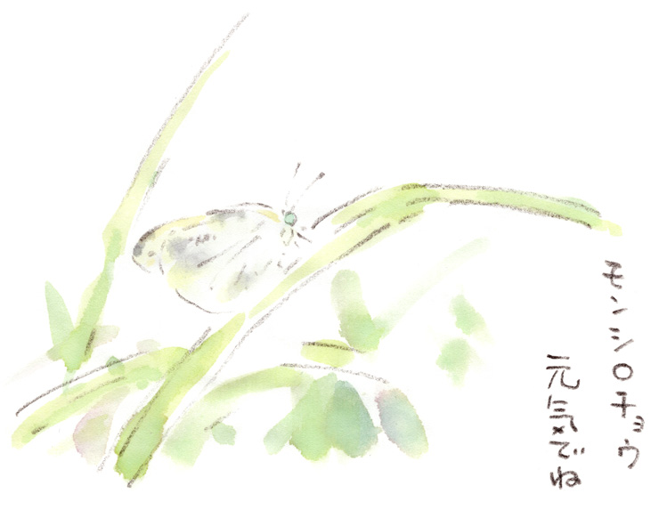 モンシロチョウ