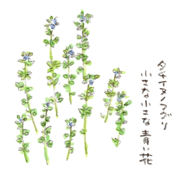 小さな青い花