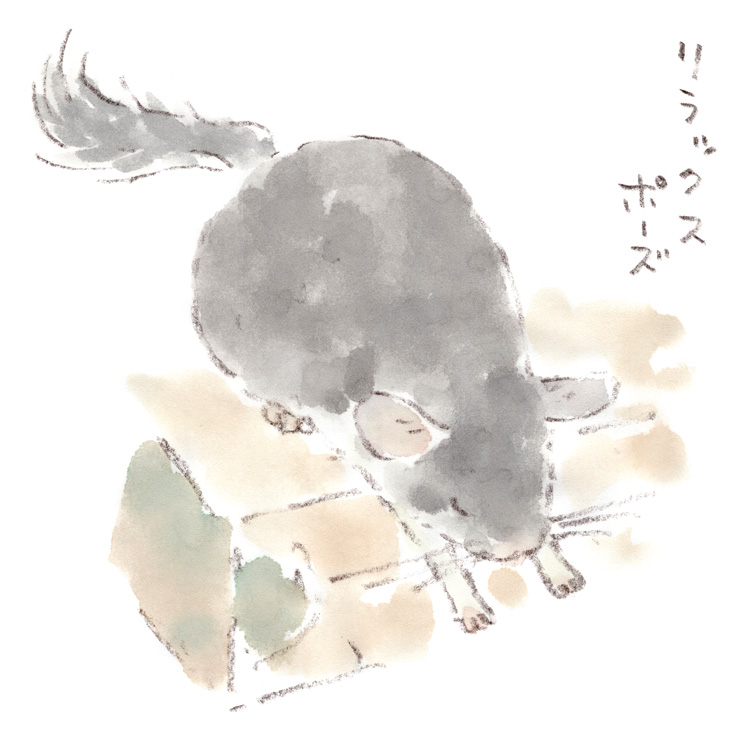 チンチラ（福ちゃん）のリラックスポーズ