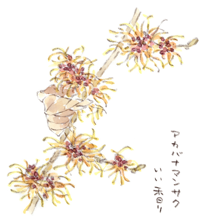 アカバナマンサク