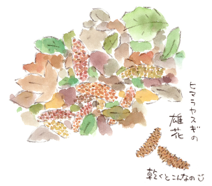 ヒマラヤ杉の雄花