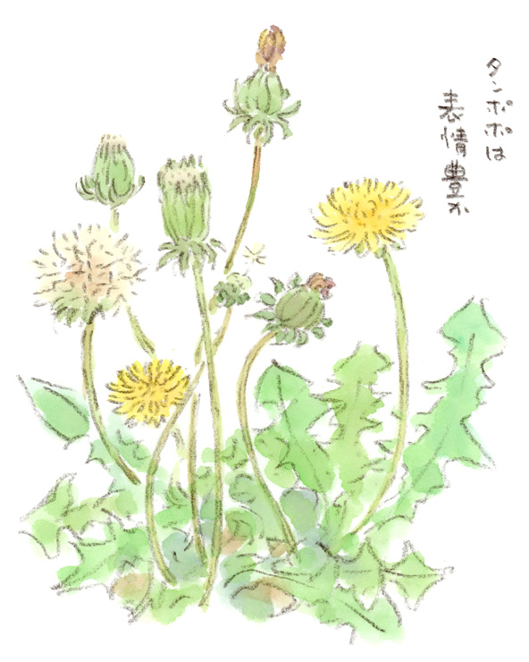 タンポポの百面相