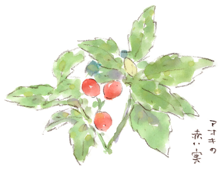 アオキの赤い実