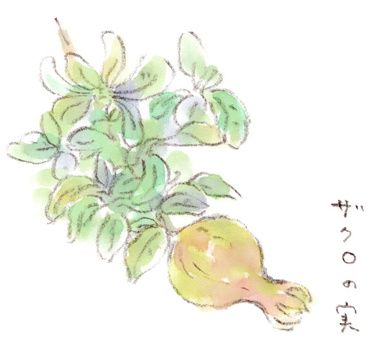 ちょっぴりタコちゃんみたいな、ザクロの実