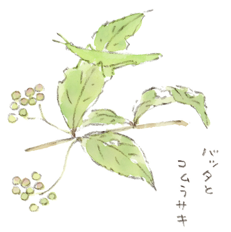 ショウリョウバッタとコムラサキ