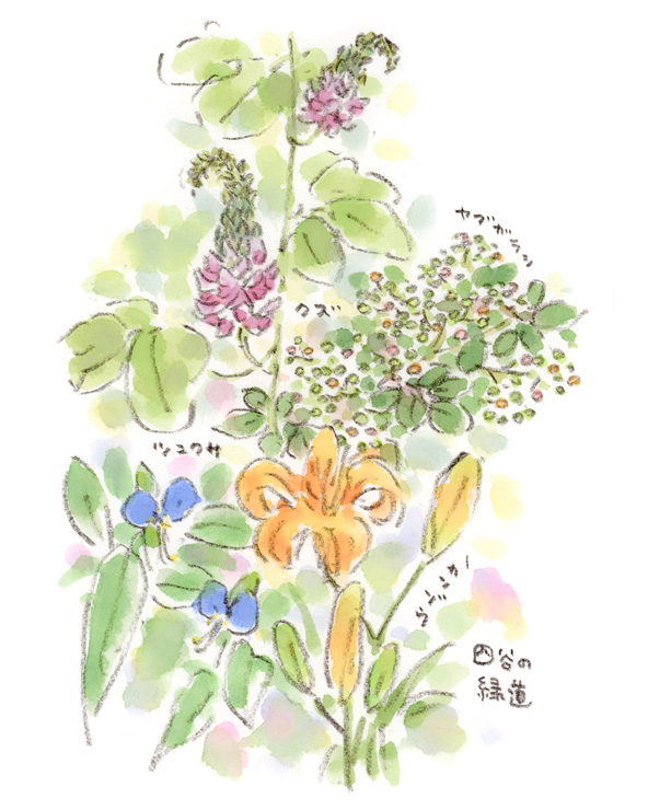 散策スケッチ-緑道の草花
