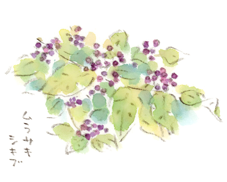 ムラサキシキブの実