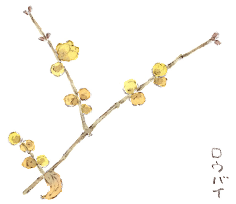 臘梅（ロウバイ）の花