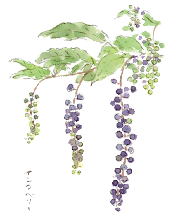 ヨウシュヤマゴボウ