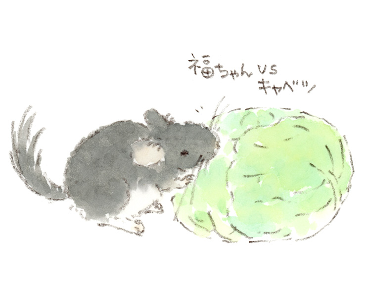 チンチラ vs キャベツ