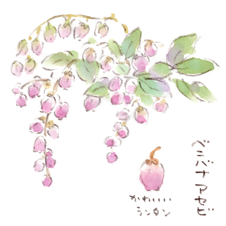 ピンク色のアセビ