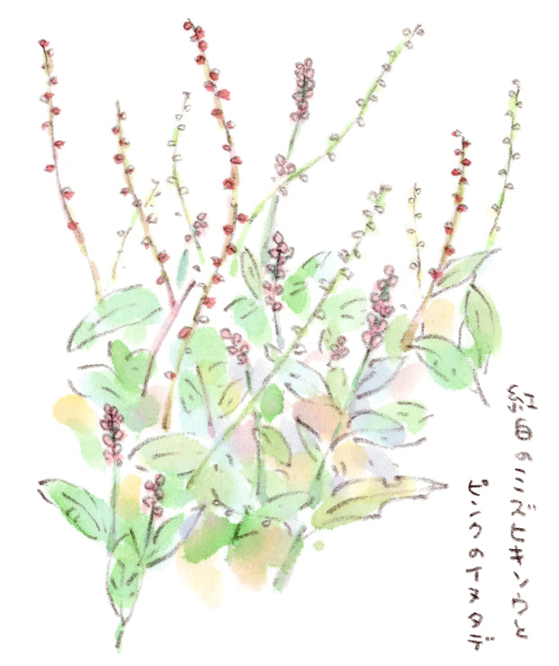 野原のラッキースポット