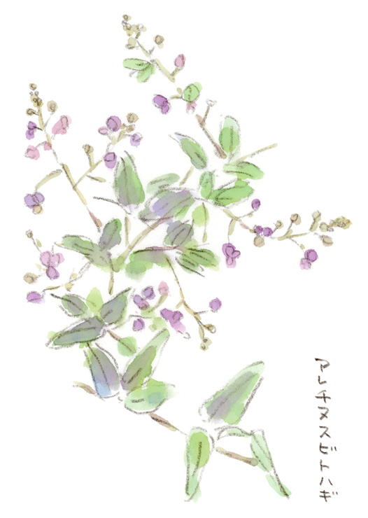 アレチヌスビトハギ