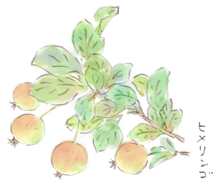 小さなリンゴも赤らんで