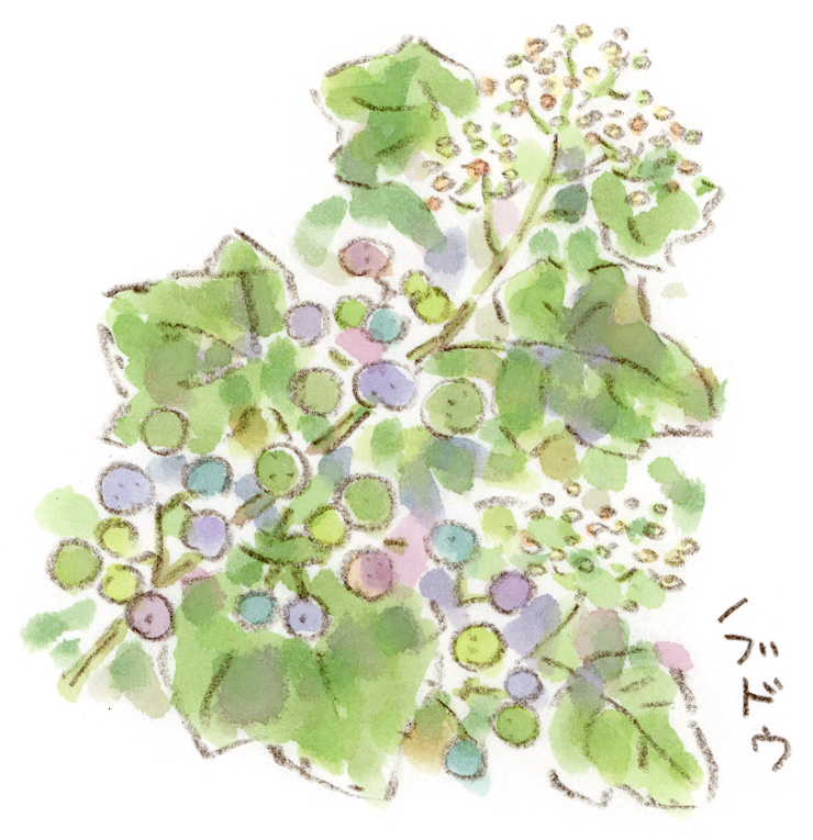 ノブドウ
