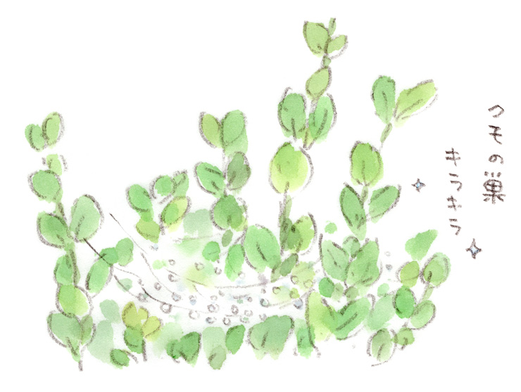 霧雨のクモの巣作品展