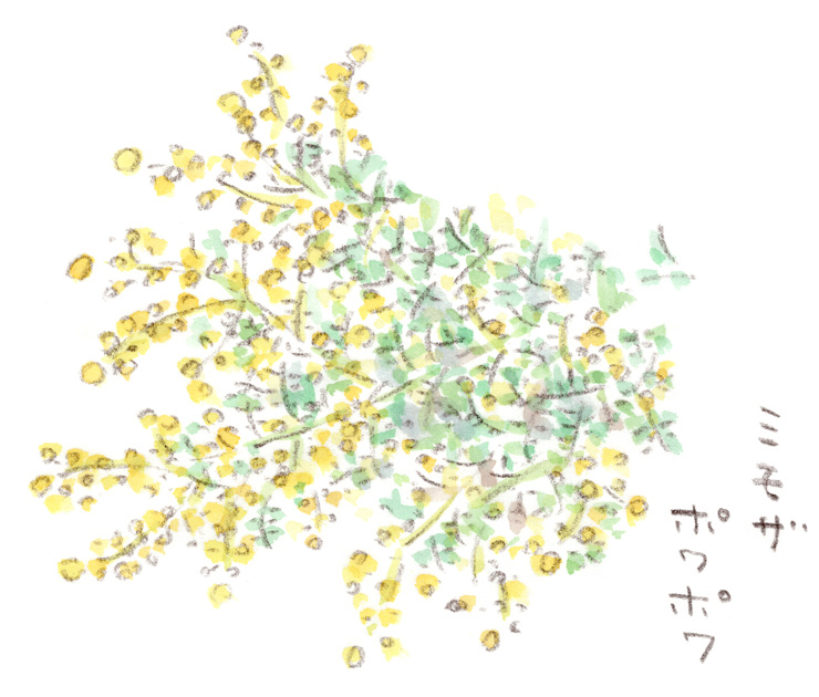 ミモザの黄色い花