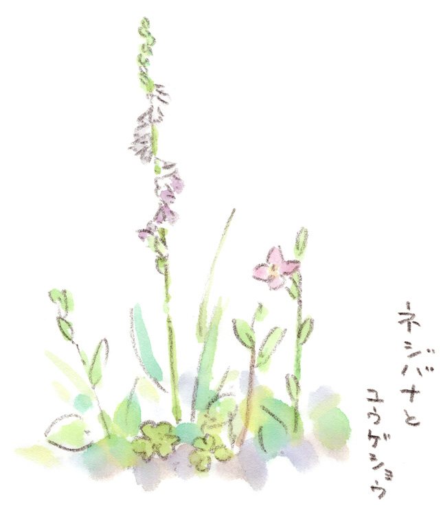 道端に咲くネジバナとユウゲショウ