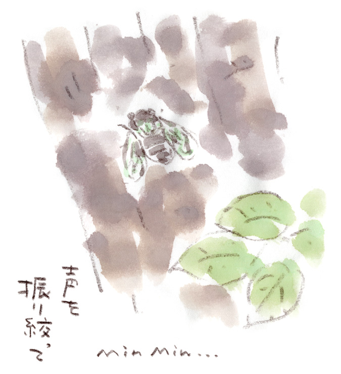 ミンミンゼミ