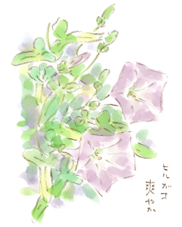 ヒルガオ