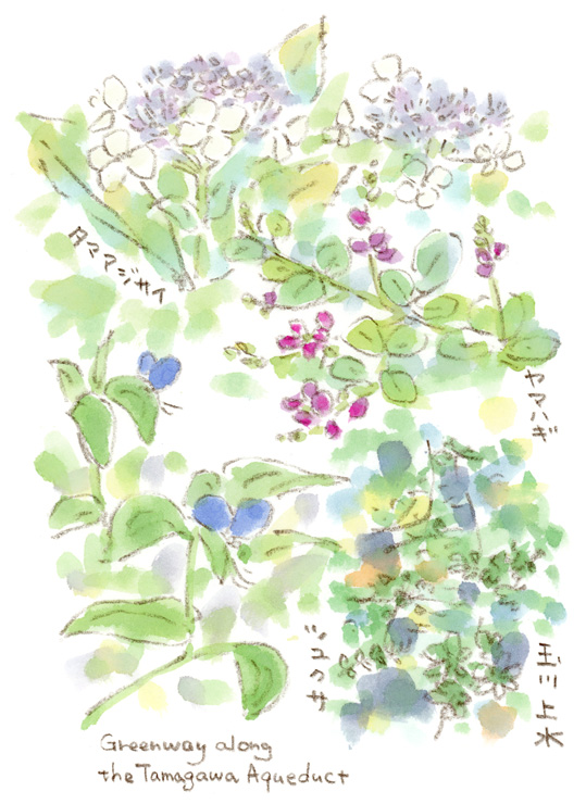 散策スケッチ-玉川上水沿い