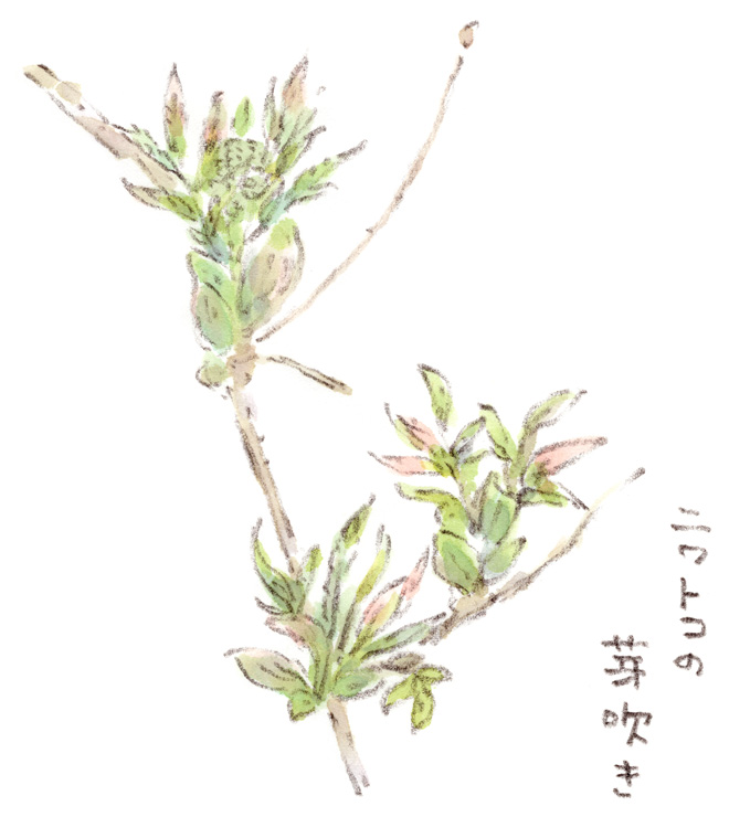 ニワトコの芽吹き