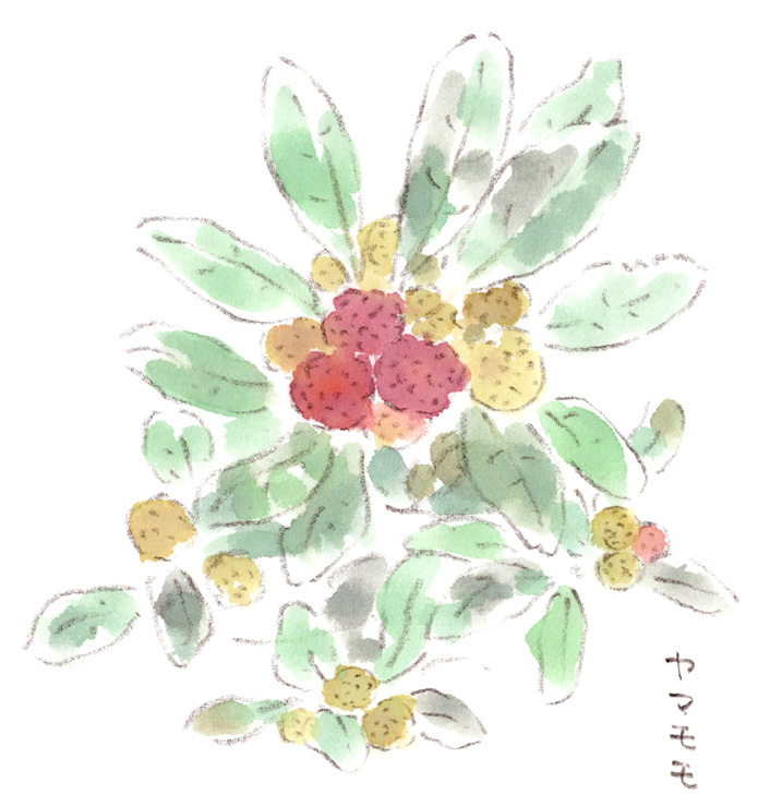 ヤマモモと思い出