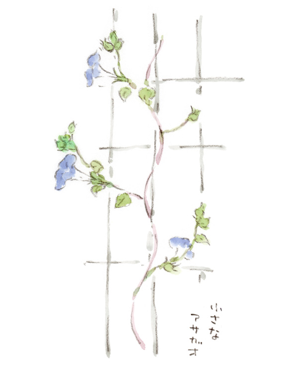 小さな青いアサガオ