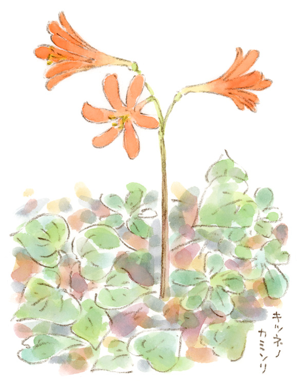 キツネノカミソリ