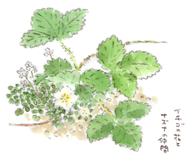 イチゴの苗とナズナの仲間