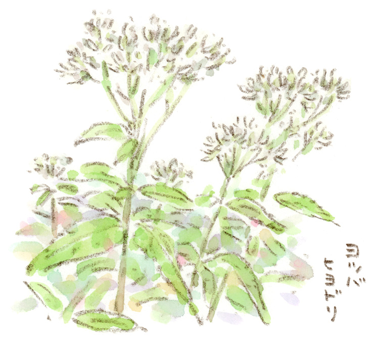 フジバカマに似た花