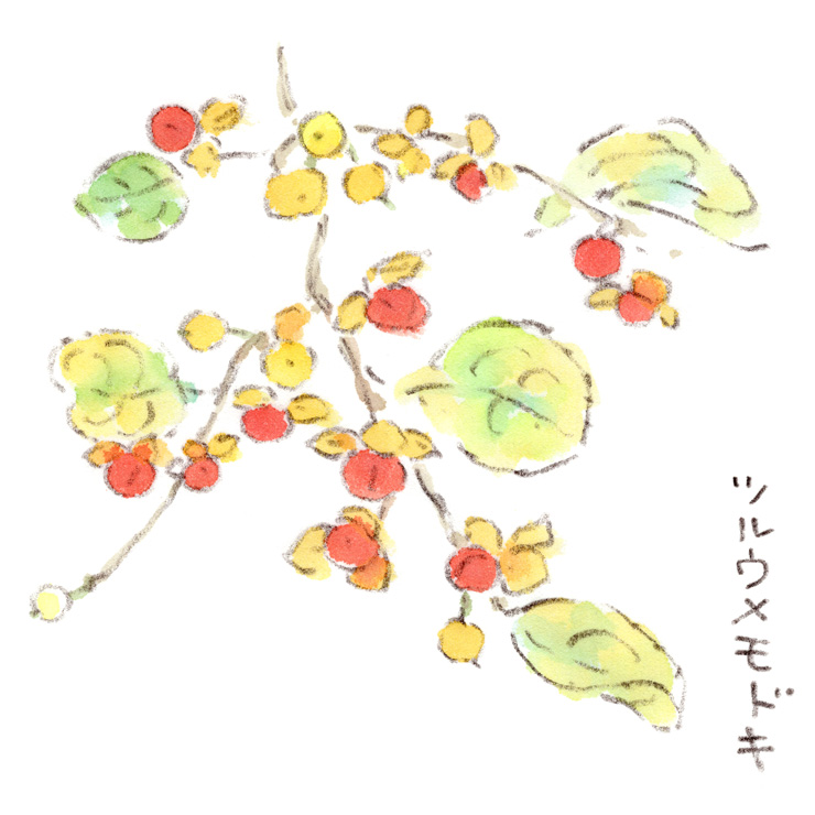 ツルウメモドキ