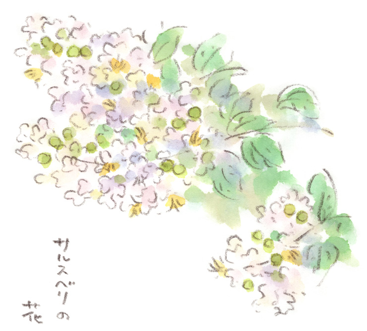 サルスベリの花
