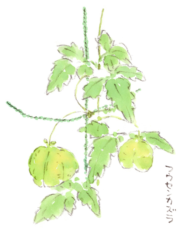 フウセンカズラ