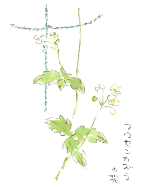 フウセンカズラの花