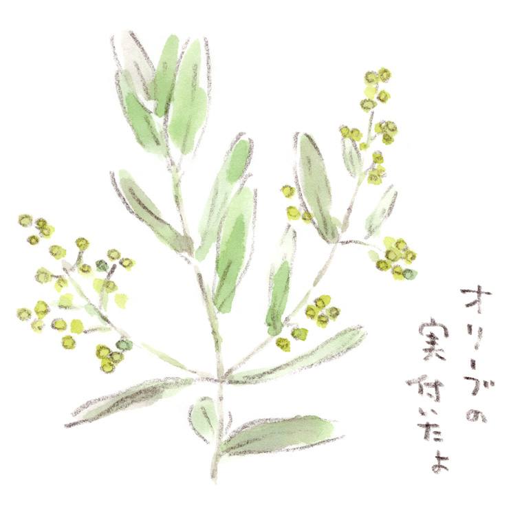 オリーブ定点観測