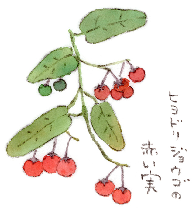 ヒヨドリジョウゴの赤い実