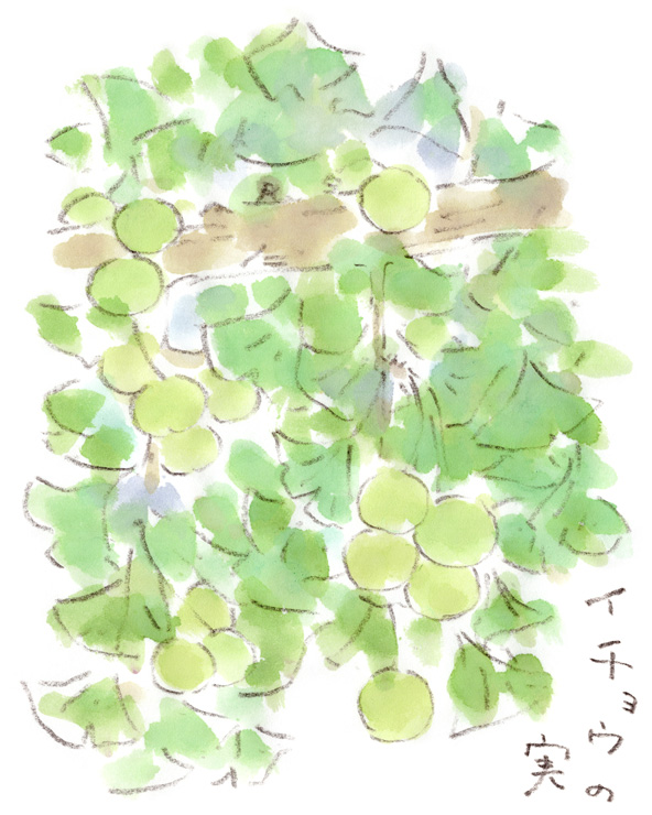 青葉の下ですくすくと実るイチョウの実