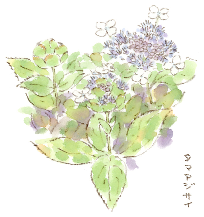 タマアジサイ