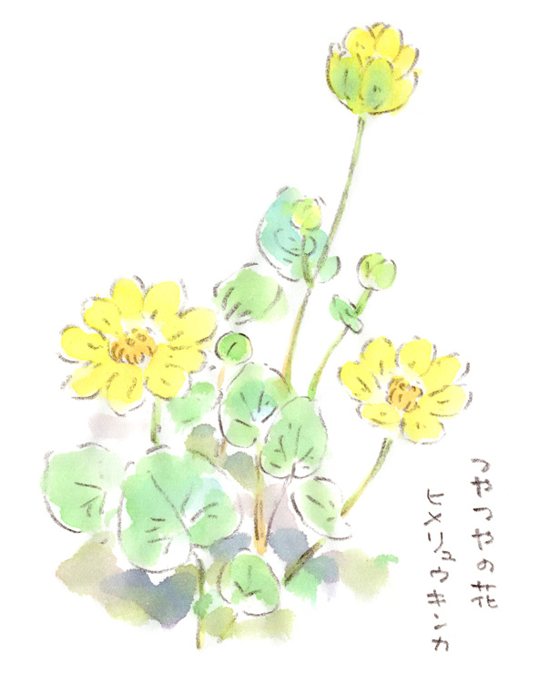 黄色くてツヤツヤの花