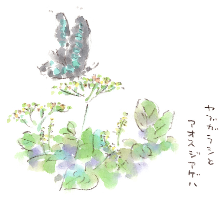 アオスジアゲハ