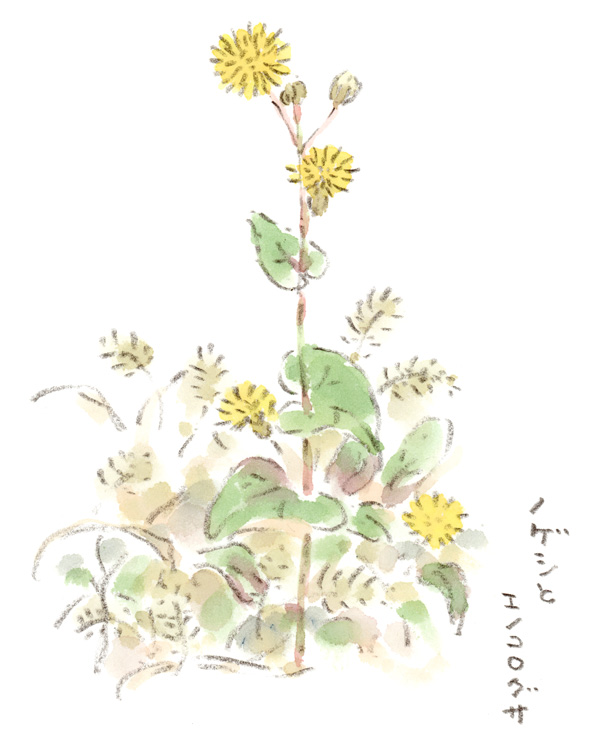 ノゲシとエノコログサ