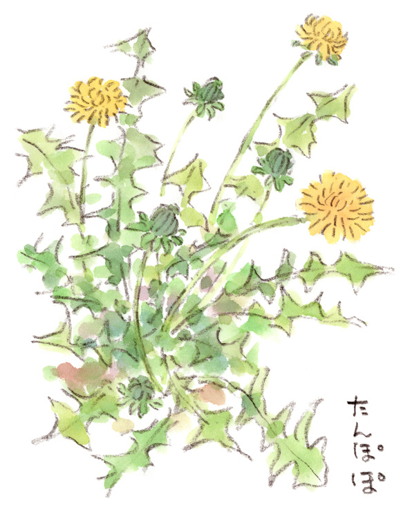 タンポポ