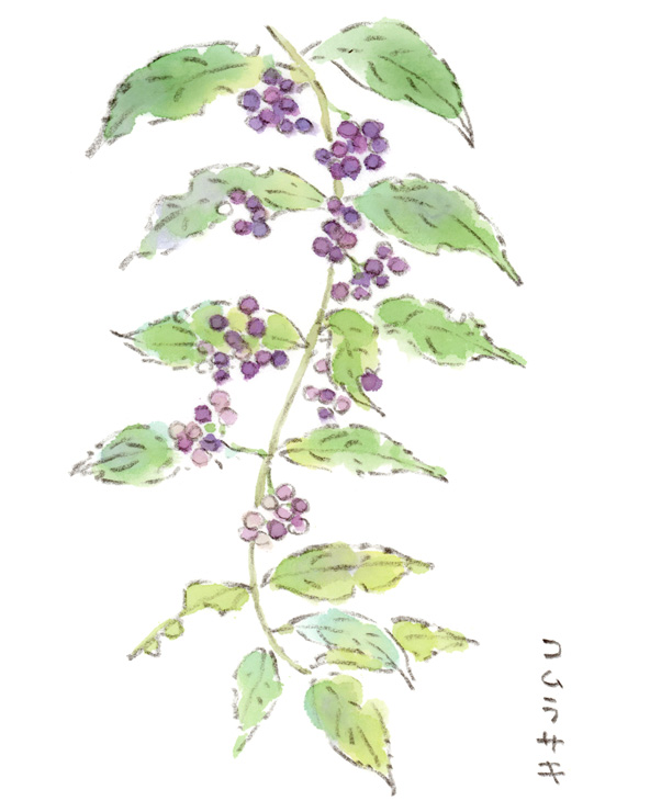 コムラサキとバッタの思い出